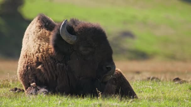 Bisonte bruno americano conosciuto come bufalo americano o semplicemente bufalo, USA 4K — Video Stock
