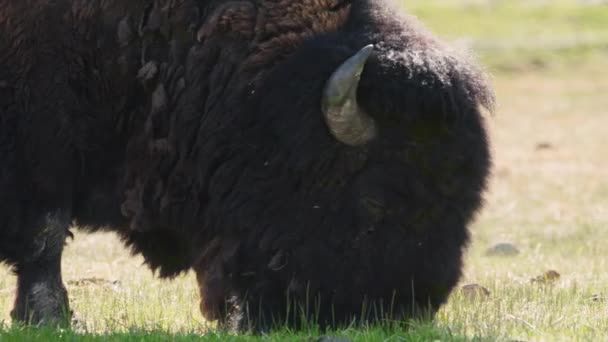 Specie nordamericane di bisonti che mangiano erba sul prato verde a Yellowstone 4K — Video Stock