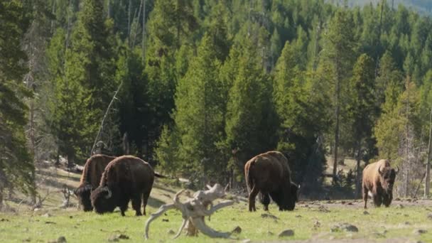 Herd of North American bisons eating grassland in Yellowstone summer day — Stock Video