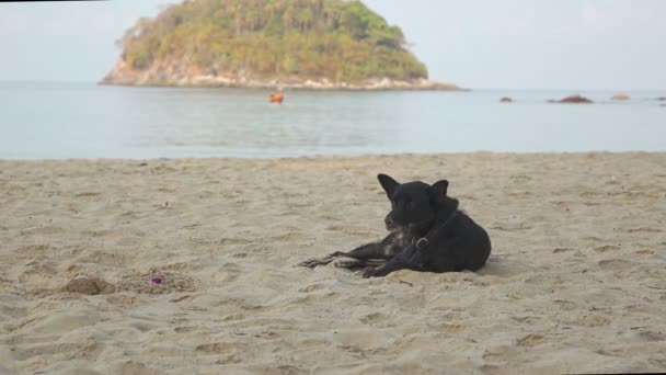 Dog Resting On The Beach Sand Na Tailândia, Phuket Island — Vídeo de Stock