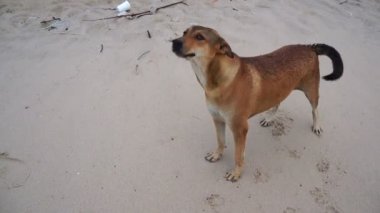 Köpek hapşırmak sahilde