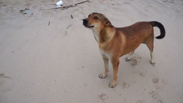 Собака чихает на пляже — стоковое видео
