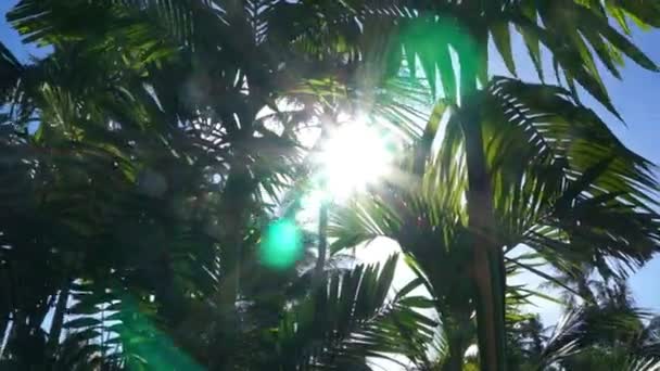 Sol brillando a través de las ramas y hojas de palmeras — Vídeos de Stock