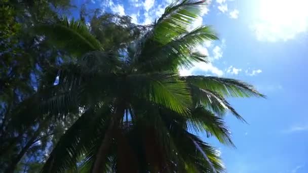 Hindistan cevizi palmiye ağaçları rüzgarda — Stok video