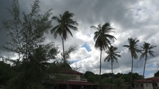 Palm trees on a background of the cloudy sky — Stock Video