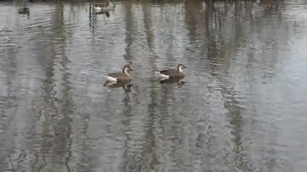 Patos nadando en el estanque — Vídeo de stock