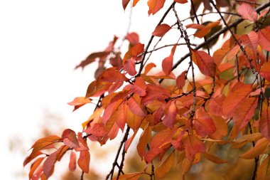 Sarı kırmızı sonbahar kiraz yaprakları ağaçta