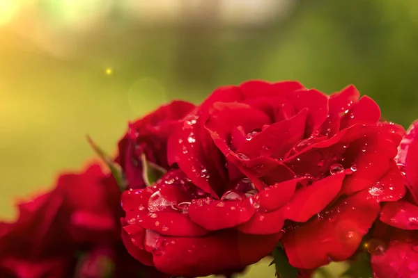 Gotas Rocío Rosa Roja Cerca Luz Del Sol — Foto de Stock