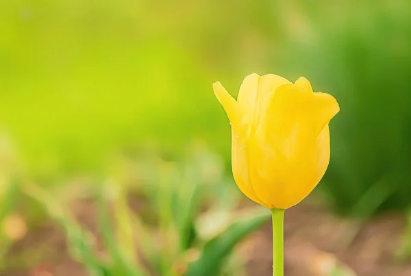 Flor Tulipán Amarillo Con Bokeh Verde —  Fotos de Stock
