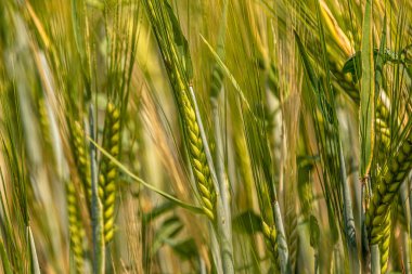 tahıl ekinleri büyüyor