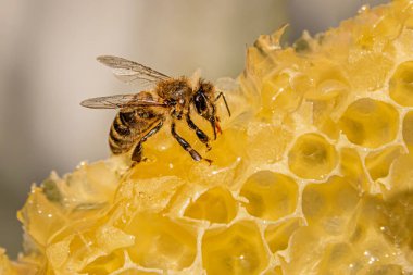 Bal peteğine yakın plan çekimde arı. 