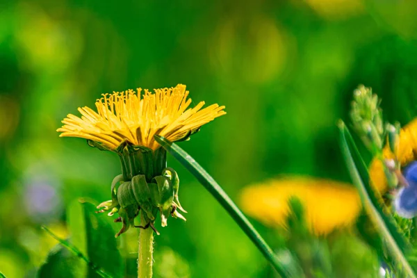 緑の芝生に黄色のタンポポがたくさんあります — ストック写真