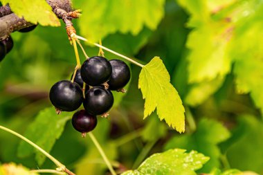 Siyah frenk üzümü çalılıklarda yetişir.
