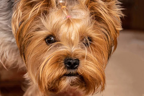 Bir Yorkshire teriyerinin köpek yüzü.