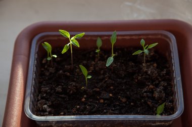 tohumdan büyüyen yeşil Filiz