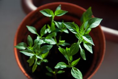 tohumdan büyüyen yeşil Filiz