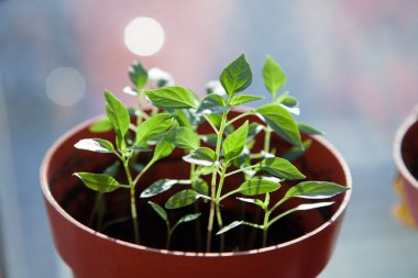 tohumdan büyüyen yeşil Filiz