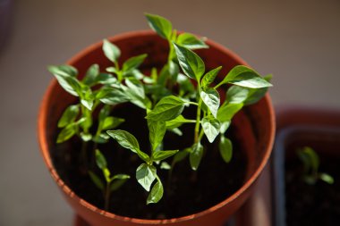 tohumdan büyüyen yeşil Filiz