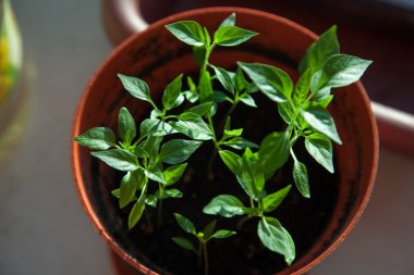 tohumdan büyüyen yeşil Filiz