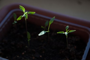 tohumdan büyüyen yeşil Filiz