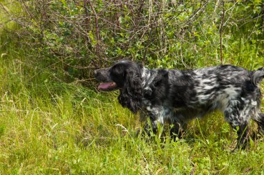 Rus av spaniel 