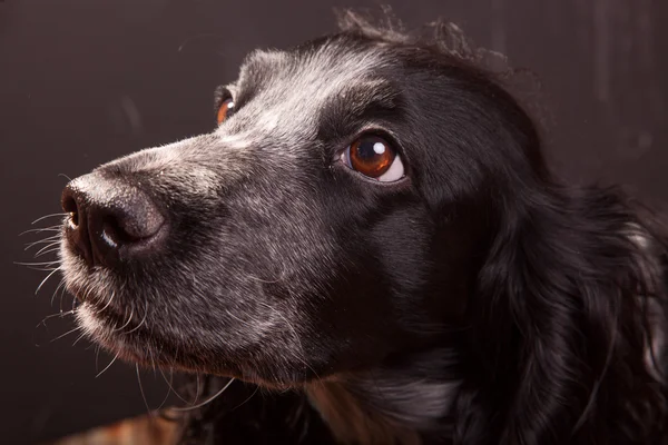 Atrakcyjny, ładny pies, spaniel — Zdjęcie stockowe