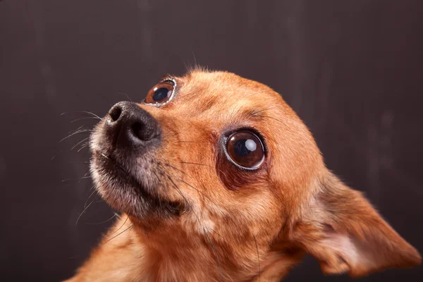 Attractive, cute dog, toy terrier — Stock Photo, Image