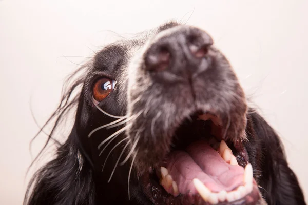 Attractive, cute dog, spaniel — Stock Photo, Image