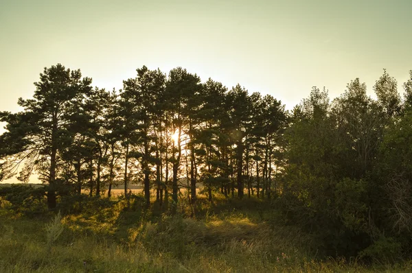 Sommarskogslandskap — Stockfoto