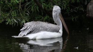 CZECH REP., ZOO PRAHA - 11 Haziran 2020: Dalmaçyalı pelikan (Pelecanus crispus). Çekçe: Pelikan Kadavy.