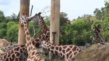 CZECH REP., ZOO PRAHA - 11 Haziran 2020: Rothschild zürafası (Giraffa camelopardalis rothschildi). Çekçe: Zirafa Rothschildova, Rotschildova, Nubijska