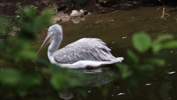 Czech Rep Zoo Pheha Jun 2020 Далматинский Пеликан Pelecanus Crispus — стоковое видео