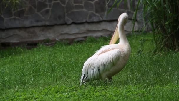 Czech Rep Zoo Praha Jun 2020 Grande Pelicano Branco Pelecanus — Vídeo de Stock