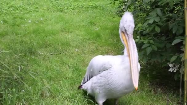 Czech Rep Zoo Pheha Jun 2020 Далматинский Пеликан Pelecanus Crispus — стоковое видео