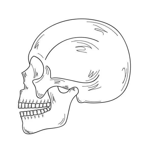 Эскиз черепа — стоковый вектор