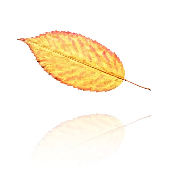 乾燥した葉 — ストックベクタ