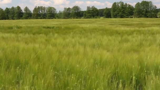 Campo con cebada — Vídeo de stock