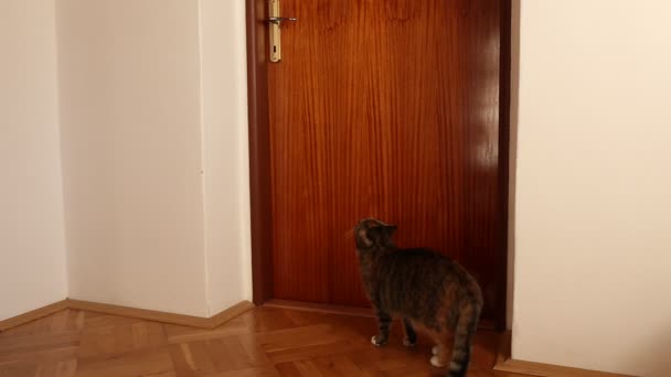Кот открывает дверь — стоковое видео