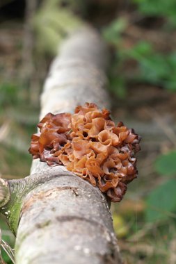 tremella foliacea
