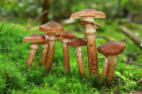 Grupo dos armillaria — Fotografia de Stock