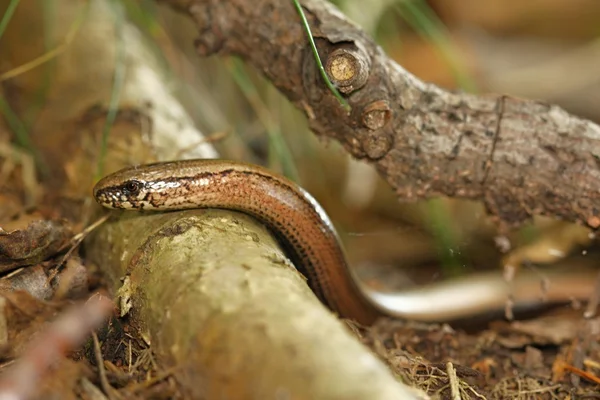 Slow-worm — Stock Photo, Image