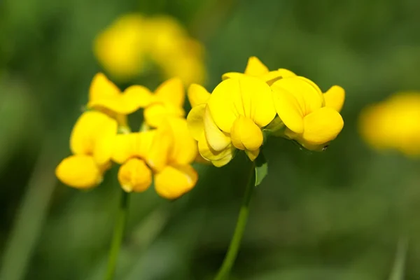 Flor con flor púrpura —  Fotos de Stock