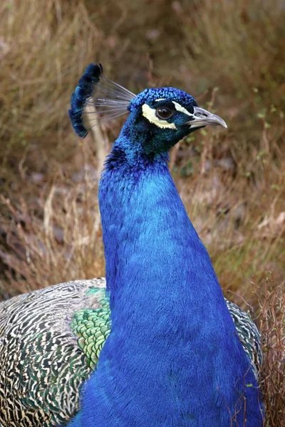 Peacock — Stock Photo, Image