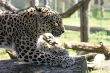 leopar