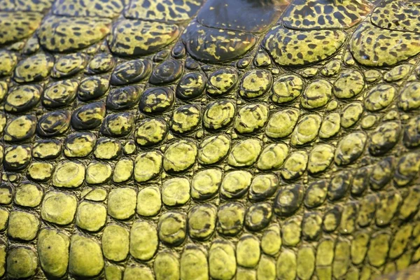 Huid van de gavial — Stockfoto