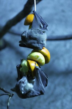 egyptian fruit bat clipart