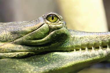 gavial