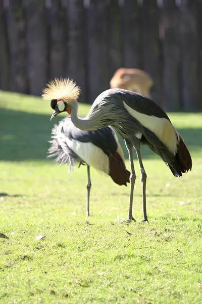 Grey crowned crane — Stock Photo, Image