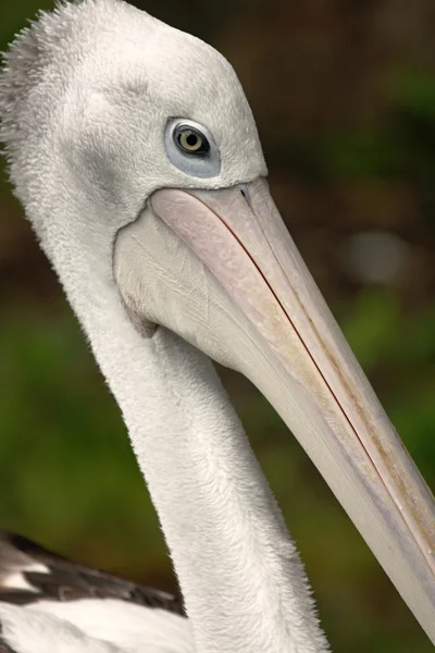 Australian pelican — Stock Photo, Image