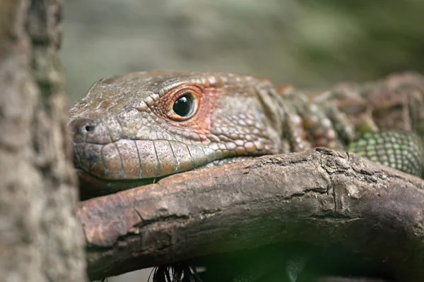 Βόρεια caiman σαύρα — Φωτογραφία Αρχείου